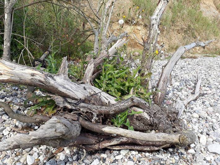 Ferienhaus für 6 Personen, mit Garten und Terrasse in Flovt Strand - 4