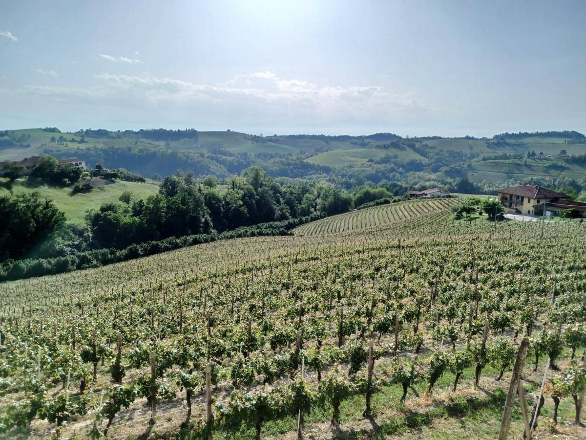 Ganze Wohnung, Casa Vacanza Dany House in Dogliani, Langhe