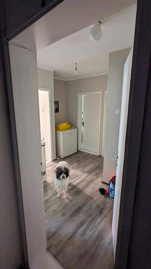 Gîte pour 4 personnes, avec terrasse, animaux acceptés à Despotovac - 3