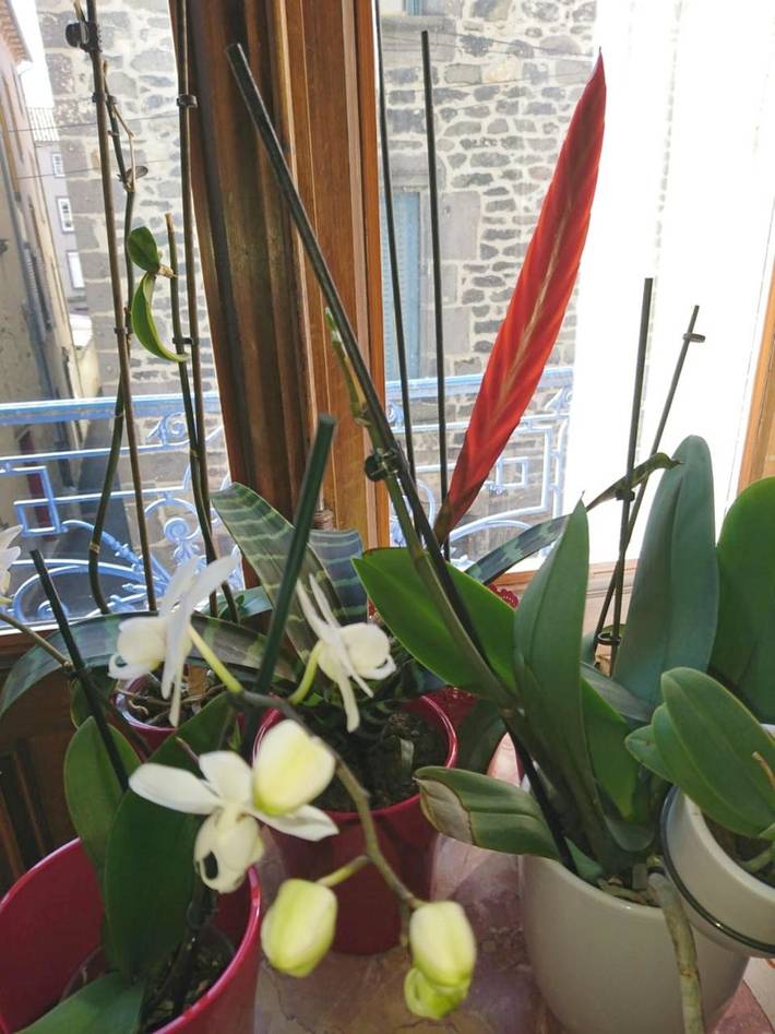 Location de vacances pour 2 personnes à Saint-Flour - 4