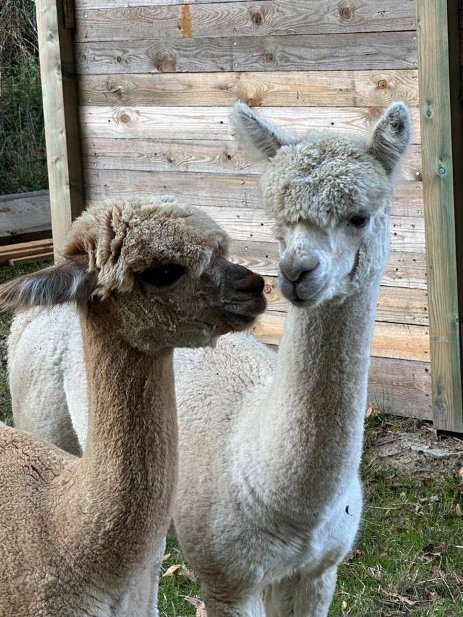 Location de vacances pour 4 personnes, avec vue ainsi que jardin et piscine à Ramillies - 3