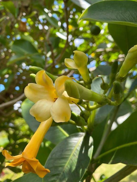 Ganze Wohnung, Puakenikeni Hilo Hale in Hilo, South Hilo