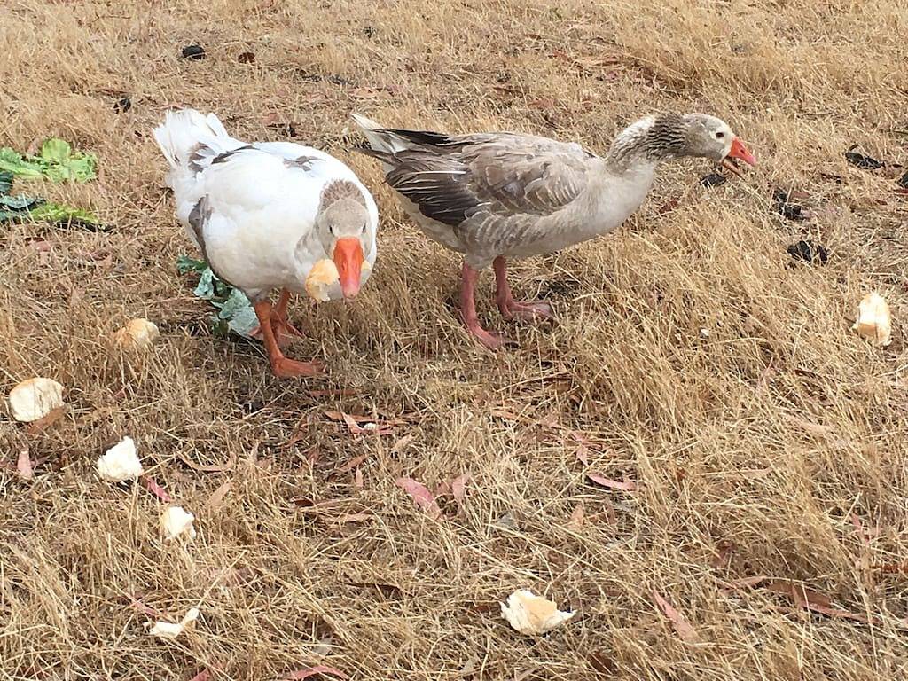 130 Hektar Farm bleiben eine Stunde von Melbourne Cbd in Shire of Mitchell