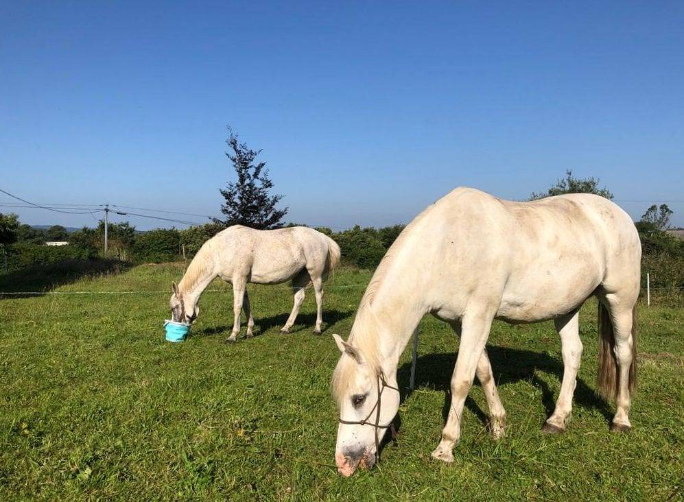 Chambres d'hôtes La Maison de Lydie - Chambre Maen Glaz in Commana, Parc naturel régional d'Armorique