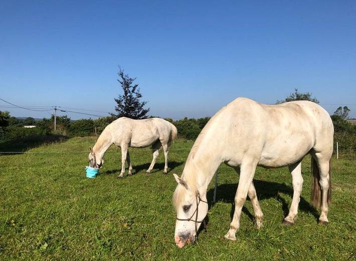 Chambre d’hôte pour 2 personnes, avec jardin, animaux acceptés dans le Finistère - 3