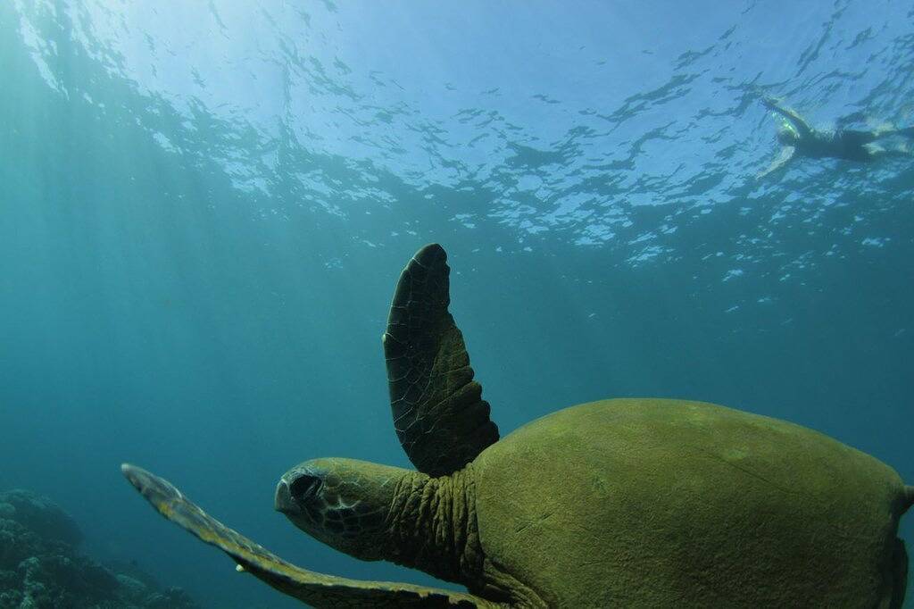 Kiahuna Ocean View Ground Floor- in Unit Washer/dryer in Poipu, Koloa