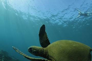 Hotel für 4 Personen in Koloa, Kauai, Bild 4