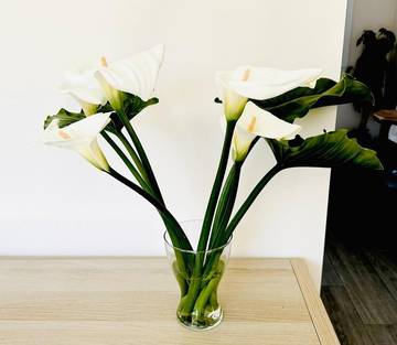 Gîte pour 6 personnes, avec terrasse, animaux acceptés dans Solares