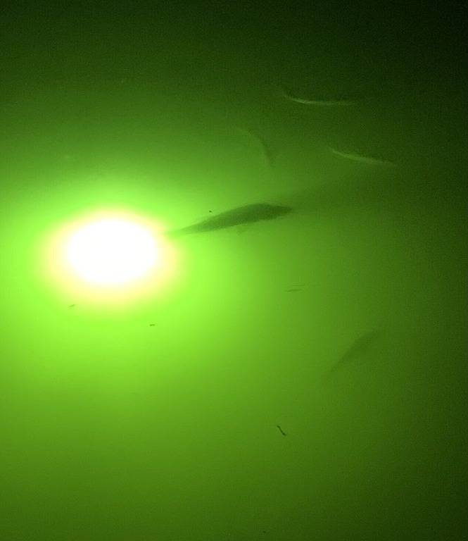 Kürzlich aktualisiertes Salzwasser-Poolhaus am Wasser; 1 Block vom Fischerdorf entfernt in Punta Gorda, Charlotte County