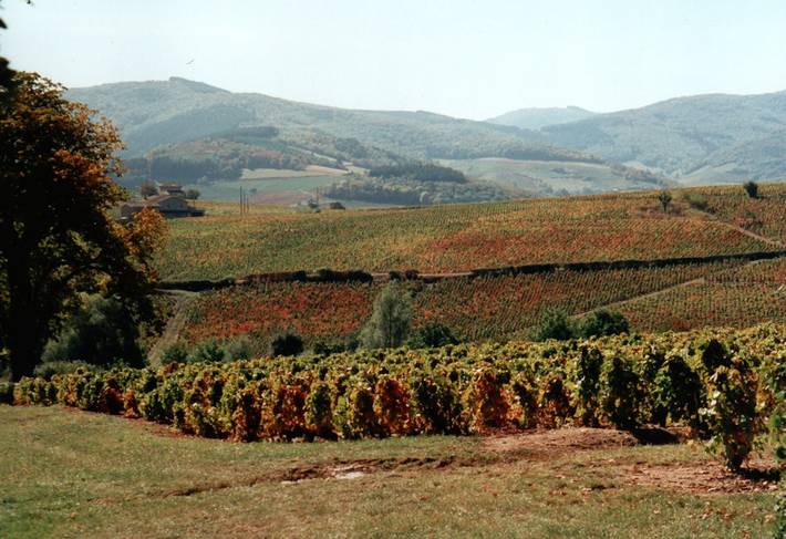 Gîte pour 15 personnes, avec piscine ainsi que terrasse et jardin, animaux acceptés dans Rhône - 4