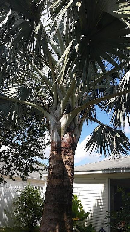 Villa in Virginia Trace! Lake Sumter Landing zu Fuß erreichbar! in The Villages, Sumter County