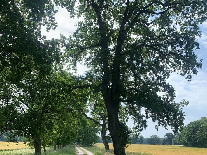 Eichenkaten - Eichenkate 1 in Kluis, Rügen