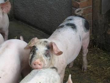 Bauernhof für 5 Personen in Marbach, Westalpen, Bild 3