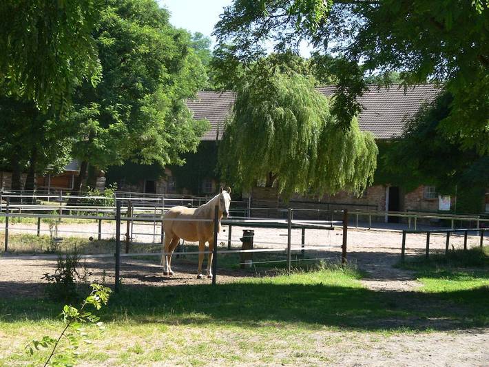 Ferienhaus für 6 Personen, mit Terrasse und Garten in Michendorf - 4