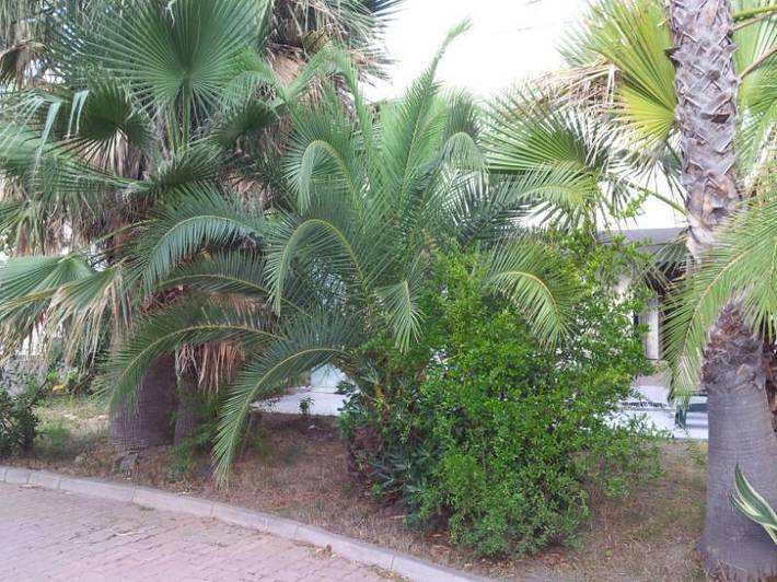 Gîte pour 6 personnes, avec Balcon et Terrasse ainsi que Jardin et Piscine à Canale-di-Verde - 2