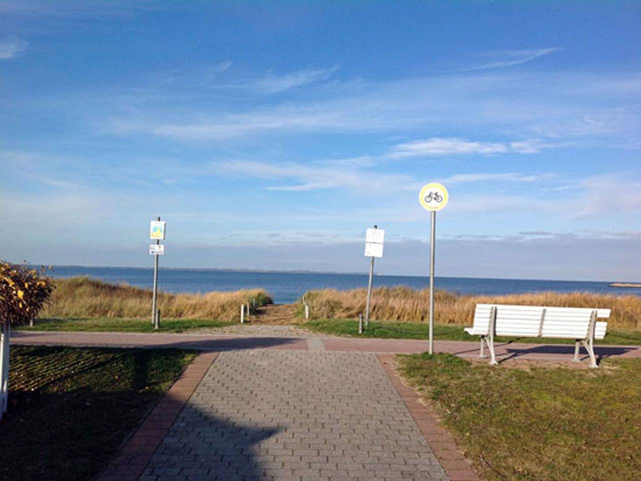 Stranddistel in Ostseebad Glowe, Glowe