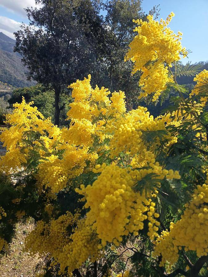 Chambre d’hôte pour 2 personnes, avec vue et jardin, animaux acceptés à Dolceacqua - 4