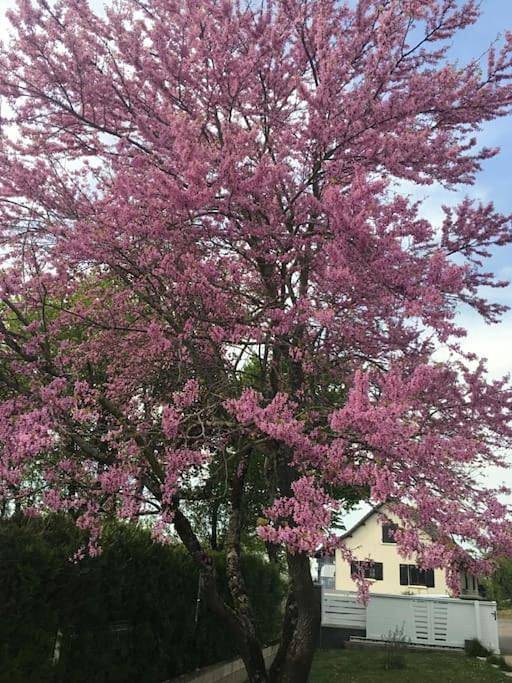 Villa pour 6 personnes, avec jardin et vue ainsi que piscine et sauna dans le Jura - 4