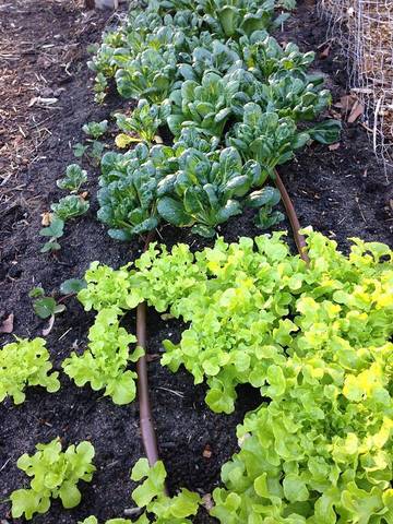 Holiday Home for 4 People in Trentham, Hepburn Shire, Photo 4