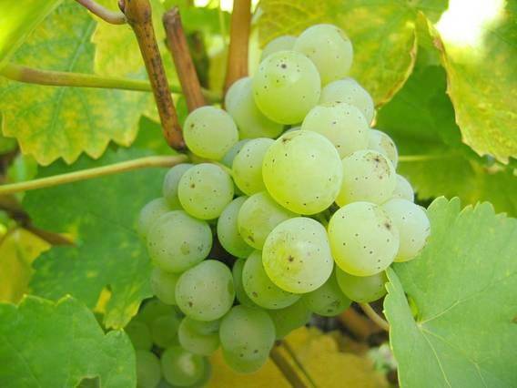 Ferienhaus für 8 Personen, mit Garten in Fränkisches Weinland - 4