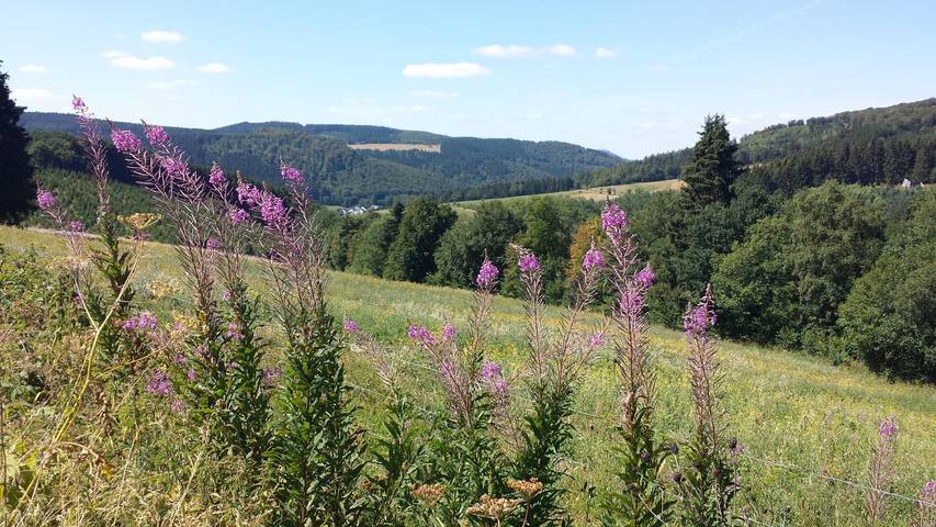 Ferienhaus für 4 Personen, mit Garten in Winterberg - 4
