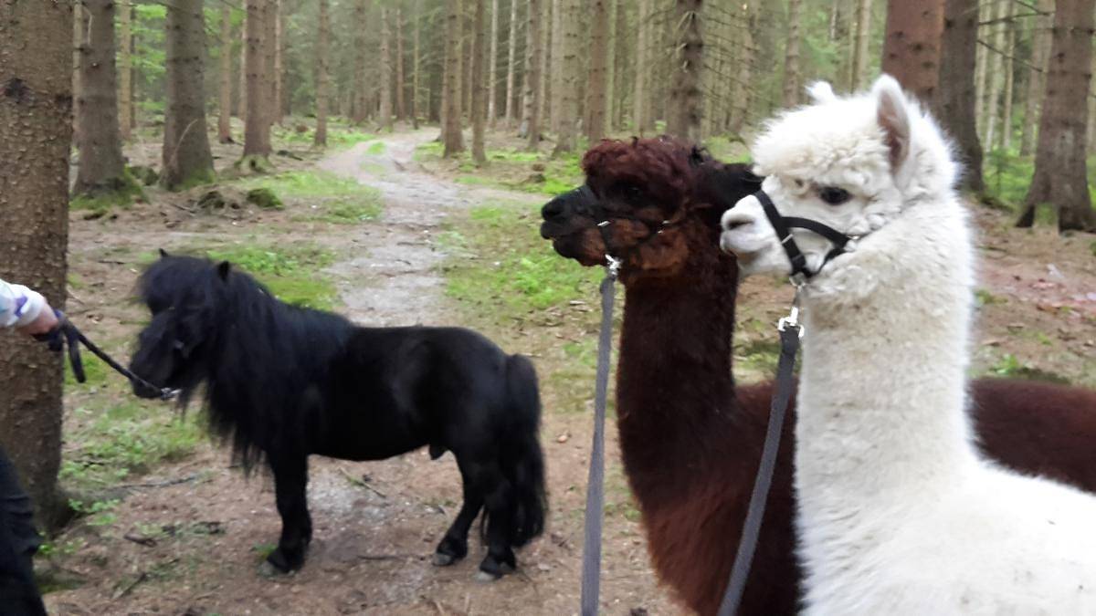Erlebnisbauernhof Sternhof - Ferienwohnung in Bodenmais, Baviera Oriental