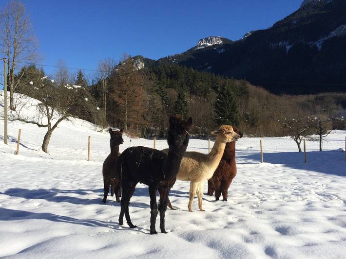 Ganze Ferienwohnung, Alpaka-Hof Landinger - Zellerhorn Ferienwohnung 39 qm, ein Schlafzimmer und Wohnzimmer in Kampenwand, Aschau im Chiemgau