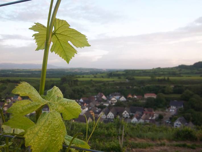Ganze Ferienwohnung, Winzerhof Jenne - Ferienwohnung mit 60 qm, 2 Schlafzimmer, für max. 4 Pers. in Bötzingen am Kaiserstuhl, Kaiserstuhl