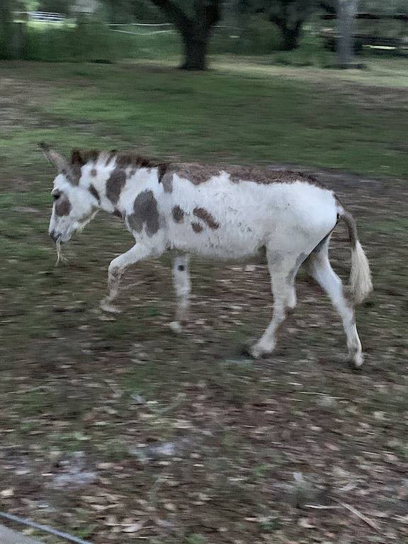 ❤️English Tudor Guest House fenced yard Bring Pet! Mini Donkey to pet❤️ May Sale! in Pasco County