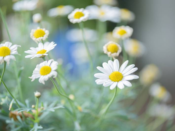 Ferienwohnung für 6 Personen, mit Garten und Balkon in Hesel - 3