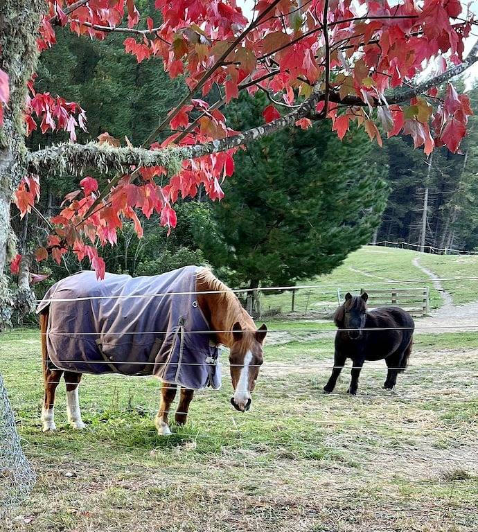 Cottage for 4 people, with balcony and garden as well as hot tub on South Island New Zealand