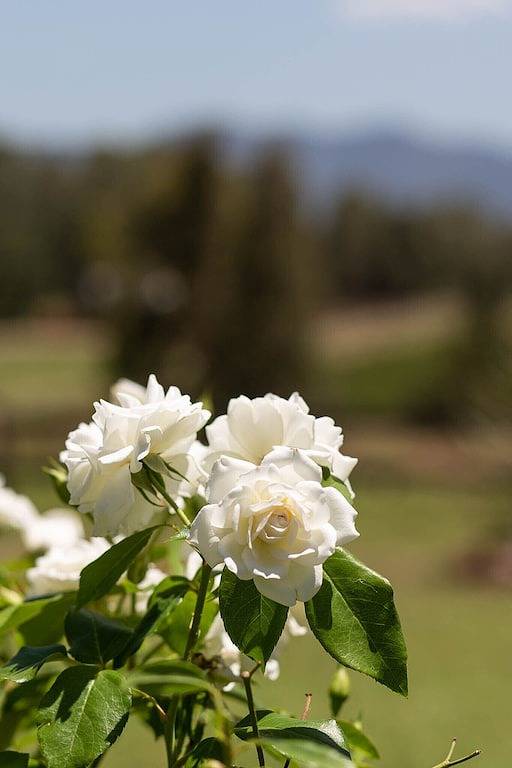 Hermitage Hideaway Cottage - eine Flasche Wein in diesem Frühling in Pokolbin, Hunter Valley