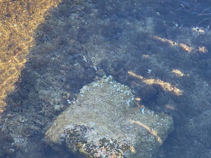 Location de vacances pour 2 personnes, avec jardin et terrasse, animaux acceptés à Cannigione - 3