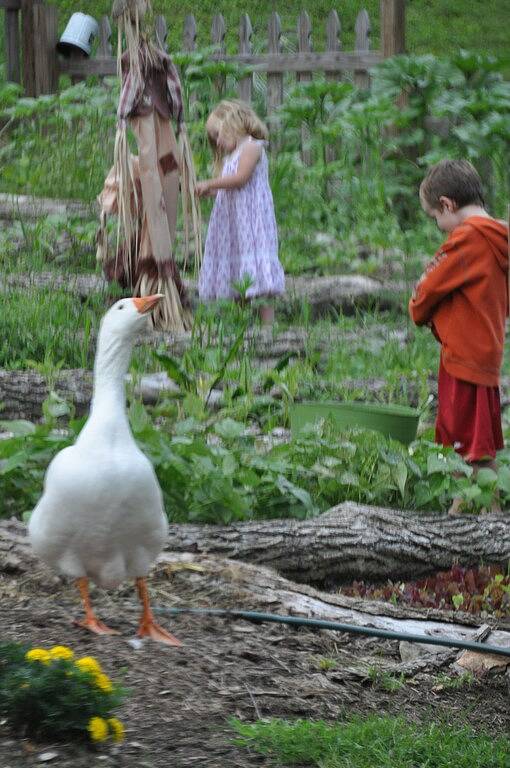 Tree House on Little Peak Creek Farm! in Blue Ridge Parkway, Ashe County