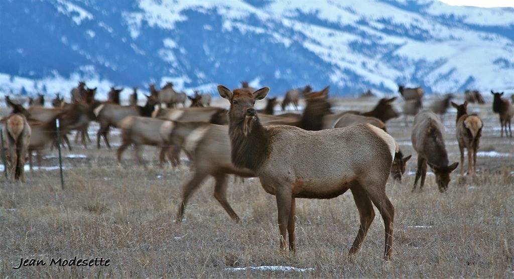 Summer & Winter Paradise, Stunning Mountain Views & Close To Yellowstone Park! in Absaroka Range