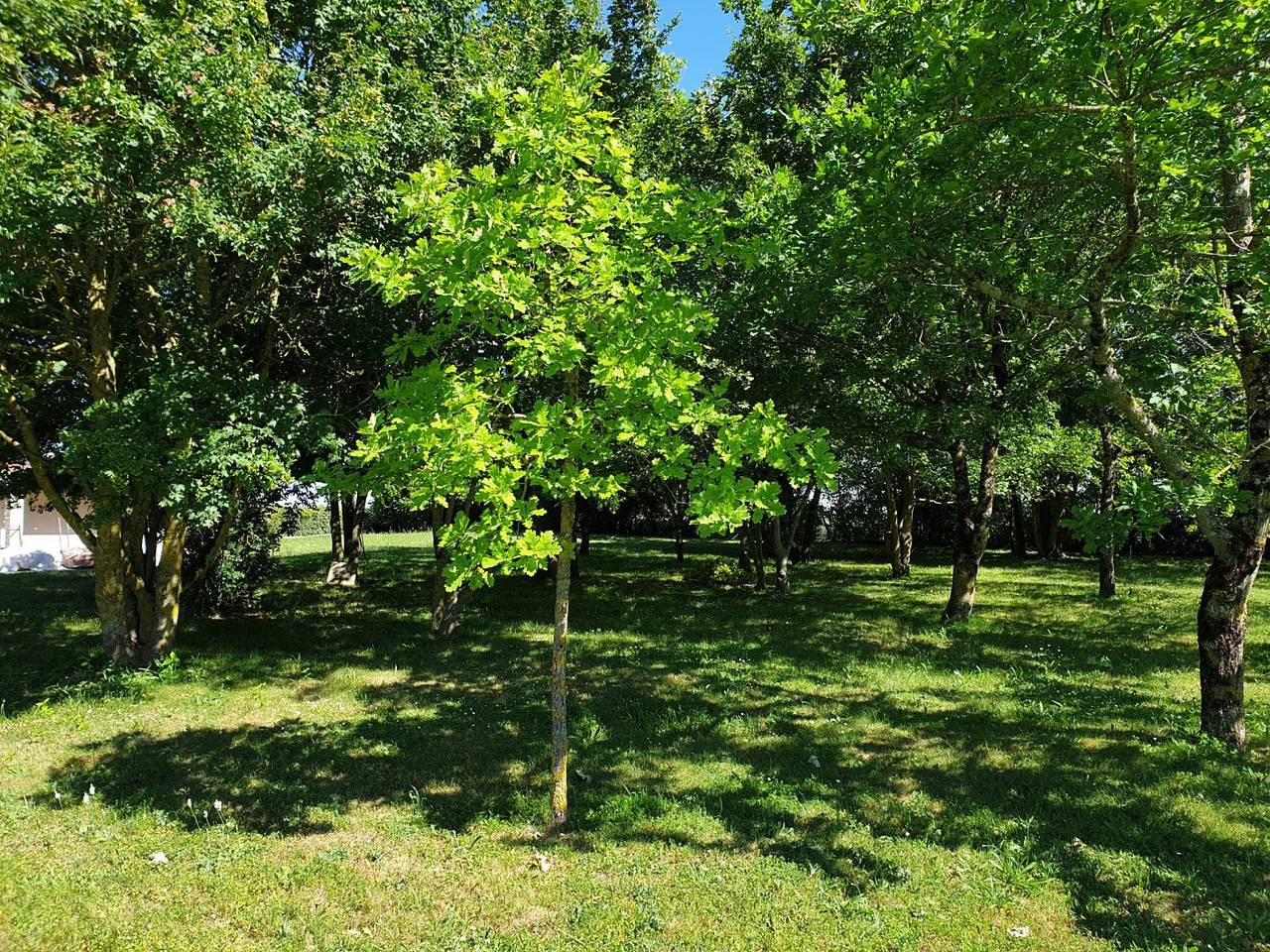 Le Bois Dormant in Saint-Jean-d'Angély, Région de Saint-Jean-d'Angély