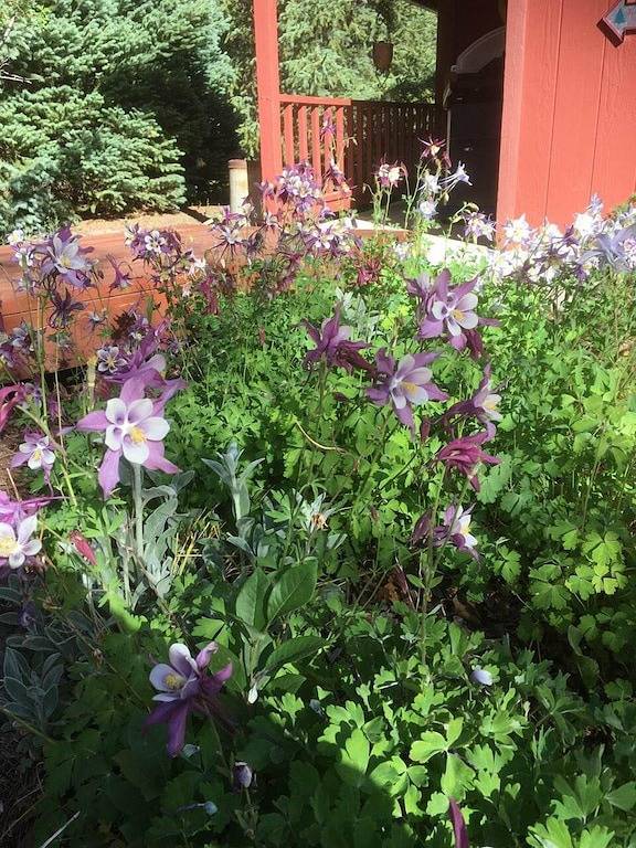 Vacation House for 6 Guests in Northwest Colorado, Grand Mesa