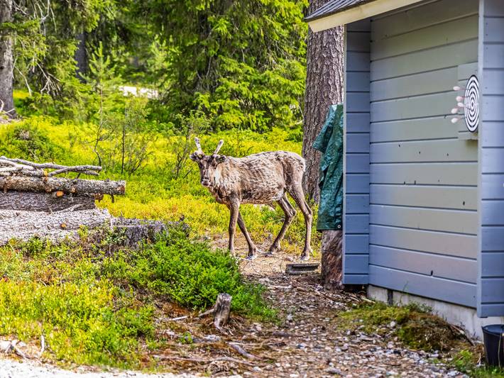 Tykkytie cottage in Lappland