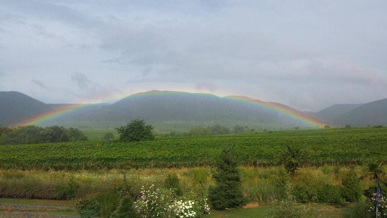 Ganze Ferienwohnung, Ferienwohnung für 3 Personen (83 m²) in Edenkoben in Edenkoben, Südliche Weinstraße
