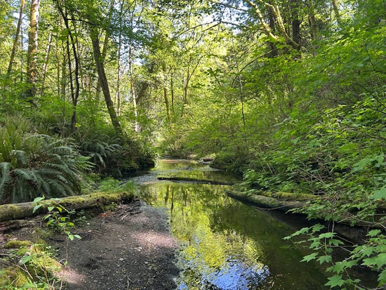 Cozy creekside retreat w/ fire pit & Bbq in Seattle, Lake Washington