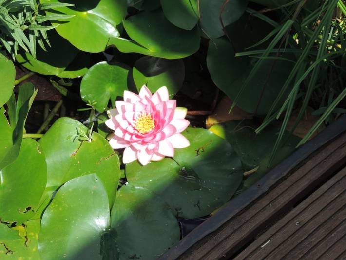 Ferienhaus für 3 Personen, mit Garten, mit Haustier am Edersee - 3