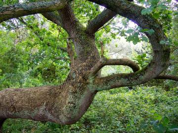 Ferieudlejning til 6 Personer i Bønsvig Strand, Præstø, Billede 1