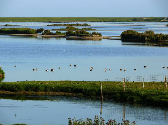Ganzes Studio, Haus Halligblick, Ferienwohnung Hamburger Hallig in Dagebüll, Nordfriesland