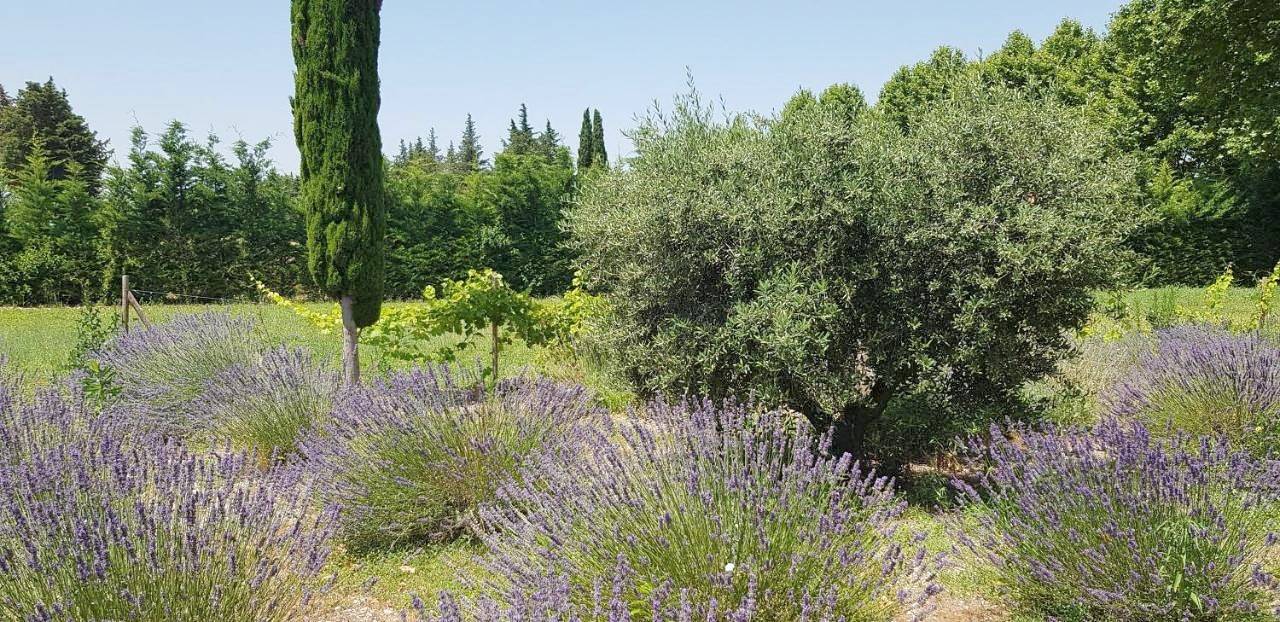 La Pastorale in Lagnes, Parc naturel régional du Luberon