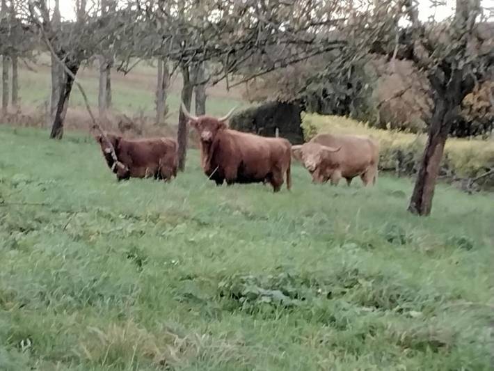 Gîte pour 6 personnes, avec vue et jardin à Saint-Eustache-la-Forêt - 2