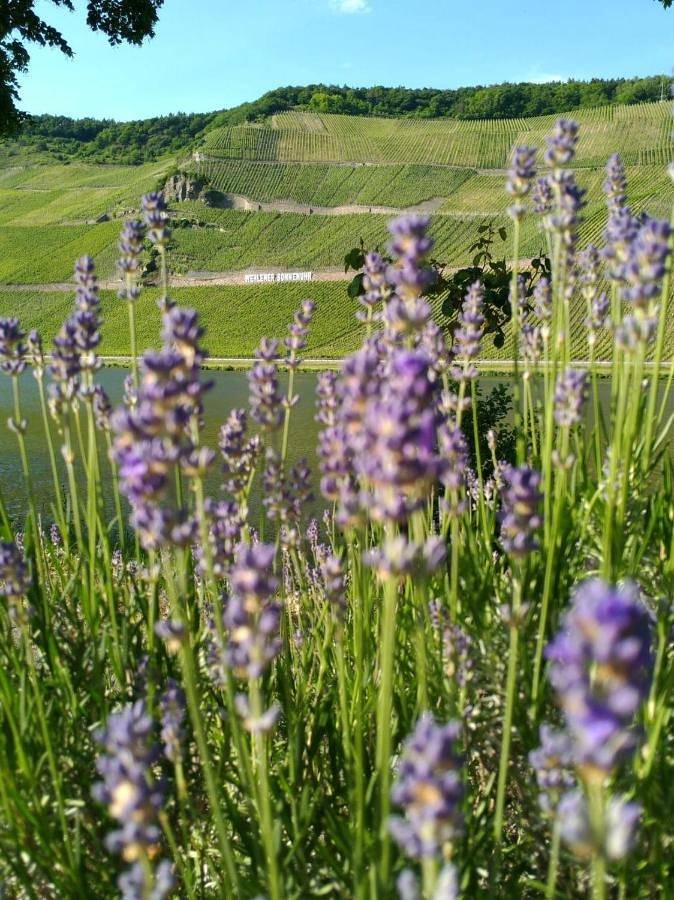 Ferienwohnung für 3 Personen, mit Ausblick und Terrasse in Mosel-Saar - 2