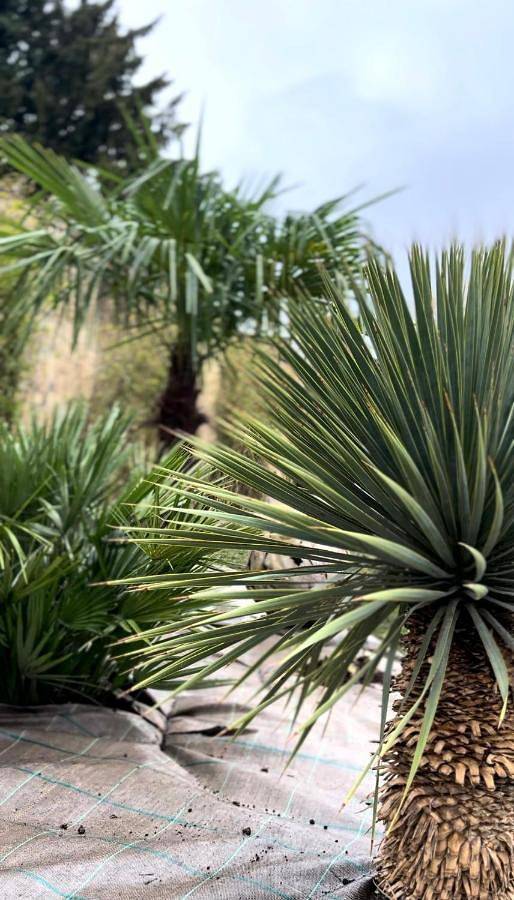 Gîte pour 2 personnes, avec jacuzzi ainsi que jardin et sauna à Aire-sur-la-Lys - 3