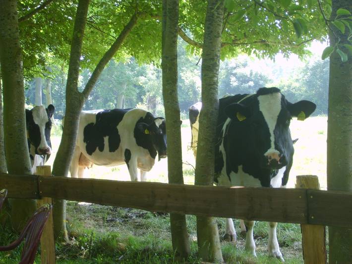 Ferienhaus für 7 Personen, mit Garten in Jever