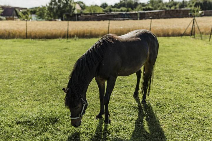 Bauernhof für 4 Personen, mit Terrasse und Garten sowie Sauna im Altmühltal - 4