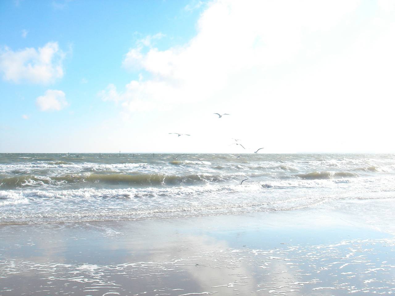 Ganze Ferienwohnung, Lachmöwe in Scharbeutz, Ostholstein